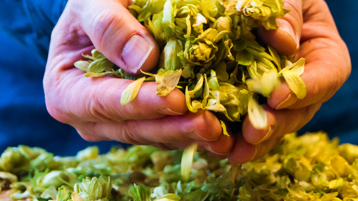 Closeup photograph of dried hops in hands