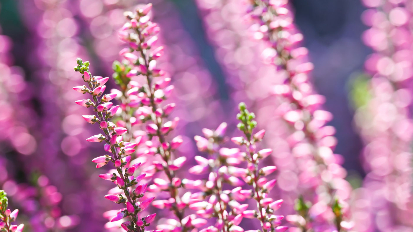 Photo of pink heather